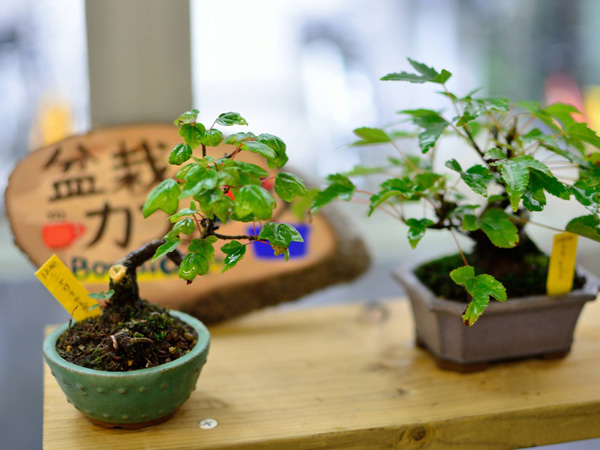 盆栽カフェS