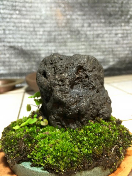 苔玉S